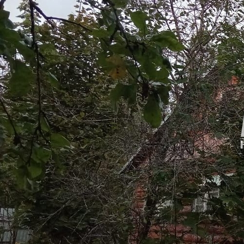 Коттедж/дом Выборг, улица Согласия, 74