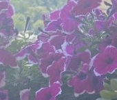 Продать Квартиры вторичка Новая Деревня мкр, Пушкино, Набережная улица, 35к7   