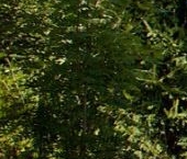 Продать Дачи, коттеджи, загородные дома пос. При железнодорожной станции Матросово, улица Лесная  2 