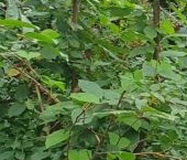 Продать Дачи, коттеджи, загородные дома Вырица городской поселок   