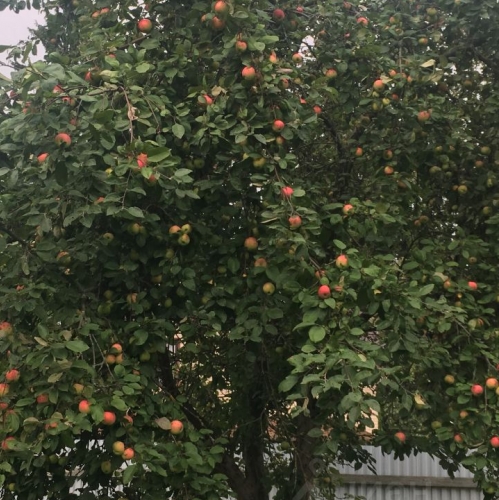 Коттедж/дом Фирсановка, Санаторная улица,  д. 12