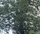 Сдать в аренду Квартиры вторичка Химки, Московская улица, 24а   