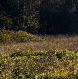 Продажа земли д. Турышкино, улица Новая