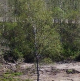 Продажа земли КП Победа хут., пос. Победа Продажа земли КП Победа хут., пос. Победа