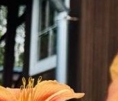 Продать Дачи, коттеджи, загородные дома Мшинская садоводческий массив, Лесное-17 СНТ  18 