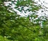 Продать Дачи, коттеджи, загородные дома Вырица городской поселок   