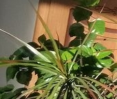 Продать Квартиры вторичка Мурино, Новая улица, 7к4   