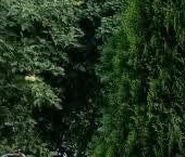 Продать Дачи, коттеджи, загородные дома Волхов, Северная улица, 44   