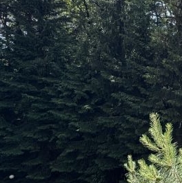 Аренда 3-комн квартиры на вторичном рынке д. Жуковка, 61