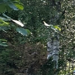 Продажа земли Удачное СНТ