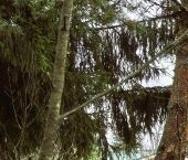 Продать Дачи, коттеджи, загородные дома Мшинская садоводческий массив, Балтиец СНТ, проезд Южный   