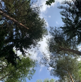 Продажа земли Домодедово, Центральная улица