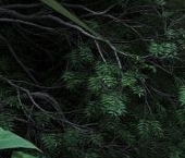 Продать Дачи, коттеджи, загородные дома Экофорест кп, улица Ручейная   