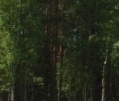 Продать Земельные участки, земля Толмачево городской поселок   