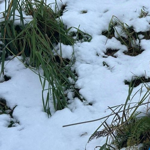 Коттедж/дом Массив Никольское кп, Красный Бор пгт, 12