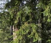 Продать Дачи, коттеджи, загородные дома Светлый-3 мкр, д. Медный Завод  15 