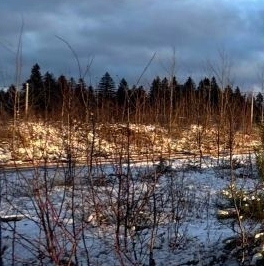 Продажа земли Вымпел кп, улица Центральная