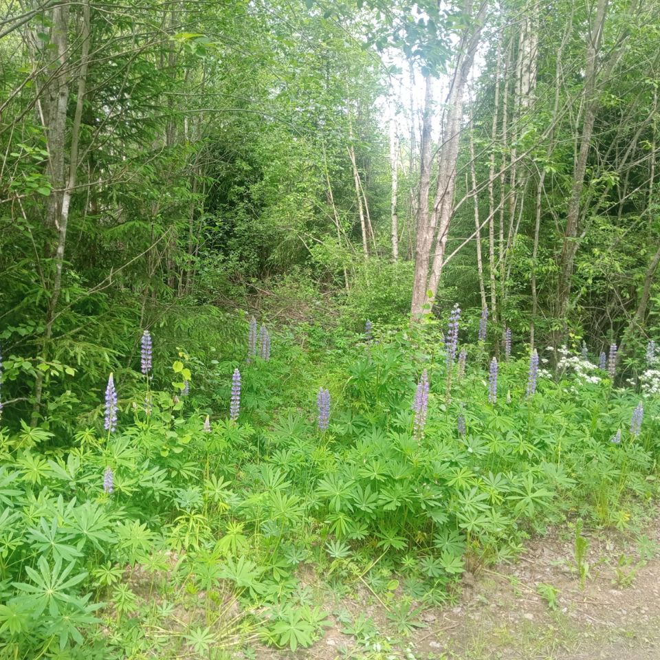 Продажа земли Витязь СНТ