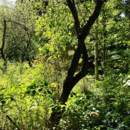 Продажа земли Семхоз, улица Грибоедова, д. 24 Продажа земли Семхоз, улица Грибоедова, д. 24