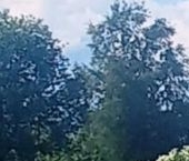 Продать Дачи, коттеджи, загородные дома Гатчина, Печерский переулок, 17   