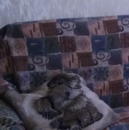 Аренда 1-комн квартиры на вторичном рынке Люберцы, Инициативная улица, 13