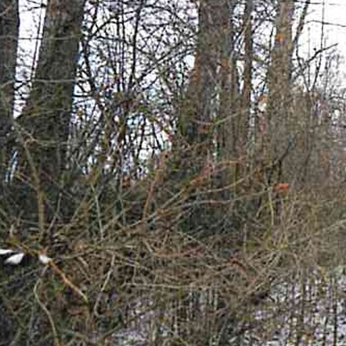 Земельный участок Петергоф, Прогонная улица, 2