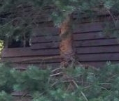 Продать Дачи, коттеджи, загородные дома Захожье-2 садоводческий массив, Захожье-2 СНТ  255 