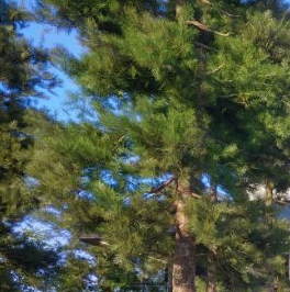 Продажа 3-комн квартиры на вторичном рынке пос. Лисий Нос, Приморское шоссе, 26А