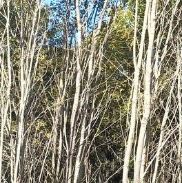 Продажа земли д. Светлое, улица Главная