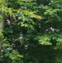 Продажа 1-комн квартиры на вторичном рынке Г мкр, Пущино,  д. 21