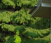 Продать Дачи, коттеджи, загородные дома Репино Парк кп  619 