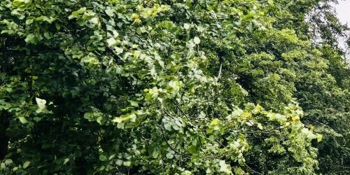 3-комн квартира Петергоф, Озерковая улица, 51к1