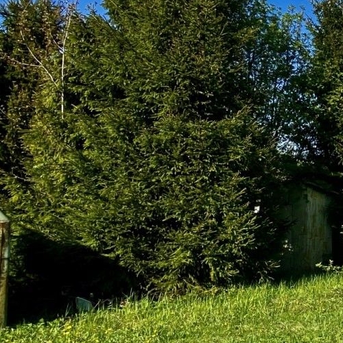 Коттедж/дом Сирень СНТ