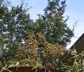 Продать Дачи, коттеджи, загородные дома Восход садоводческий массив, Петрокрепость СНТ, 5-я линия   