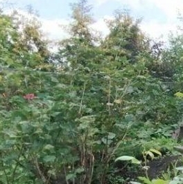 Продажа дома Красницы садоводческий массив