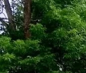 Продать Квартиры вторичка Будогощь пгт, улица Советская, 85   