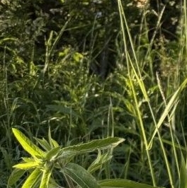 Продажа земли пос. Первомайское, Ручеек-Первомайское СНТ, переулок Магистральный