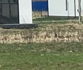 Продать Дачи, коттеджи, загородные дома д. Низино, улица Летчика Бринько, 7   