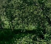 Продать Земельные участки, земля д. Усадище, улица Береговая, 6   