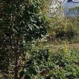 Продажа земли Новая Ропша садоводческий массив, Макаровец-1 СНТ, аллея 12-я Лесная,  д. 31А