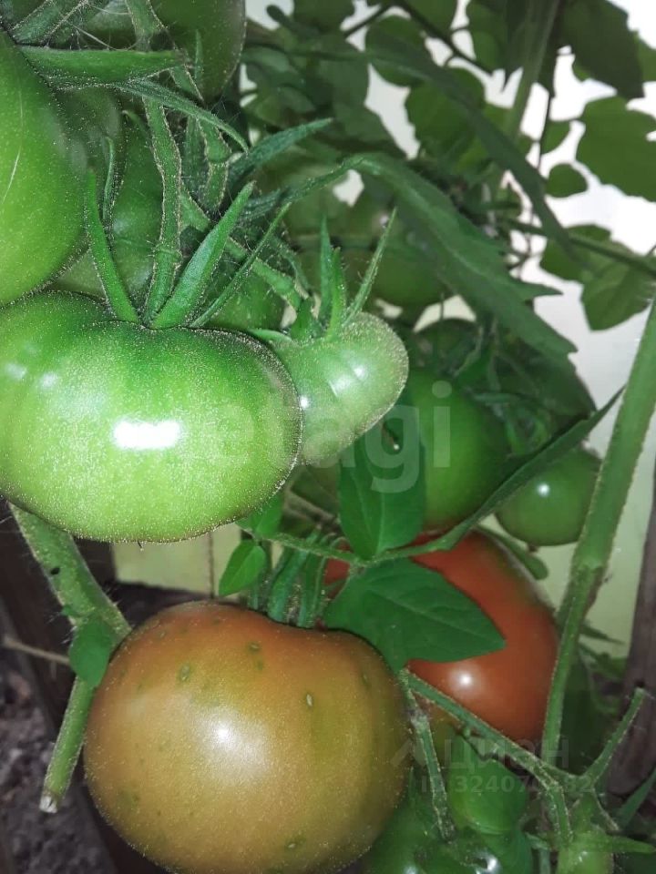 Продажа дома Волхов, Труженик СНТ, улица Смородная, 266