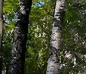 Продать Квартиры вторичка Сергиев Посад, Новоугличское шоссе, 74а   