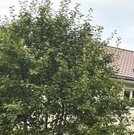 Продажа земли Вырица городской поселок, проспект Мельничный