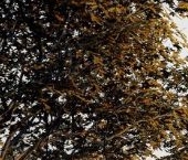 Продать Квартиры вторичка Сиреневый бульвар, 4С12   