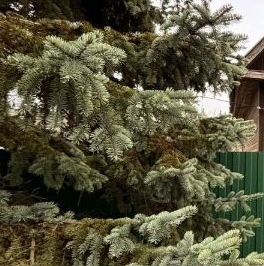 Продажа дома Красницы садоводческий массив, Генетика СНТ, д. 164 Продажа дома Красницы садоводческий массив, Генетика СНТ, д. 164