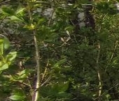 Продать Дачи, коттеджи, загородные дома пос. Левашово, Лесное СНТ, аллея 3-я, 4   