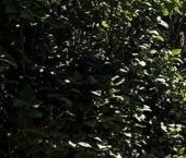 Продать Дачи, коттеджи, загородные дома Кобрино садоводческий массив, Азимут СНТ   