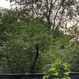 Продажа земли Всеволожск, Бибиковская улица, 23 Продажа земли Всеволожск, Бибиковская улица, 23