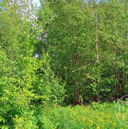 Продажа земли Коробицыно пос.