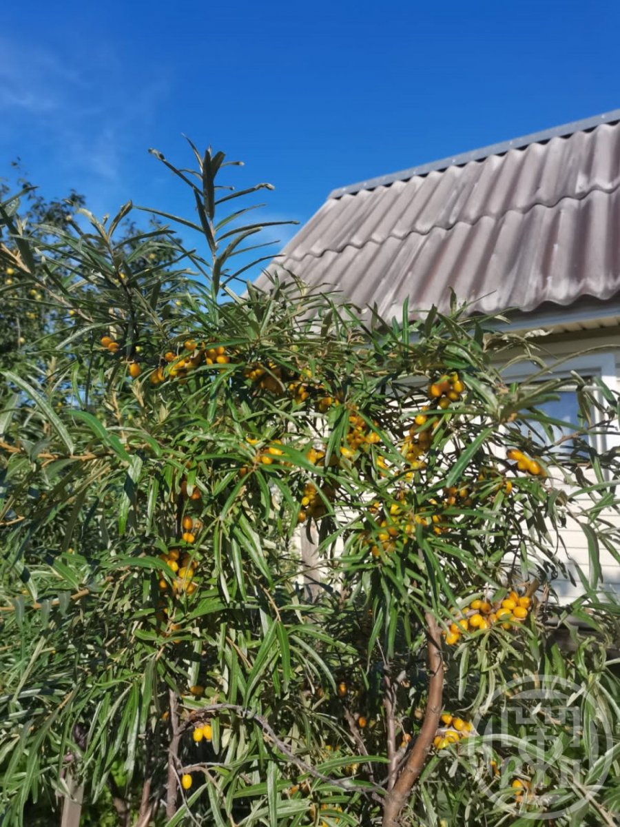 Продажа дома Вистино дер.